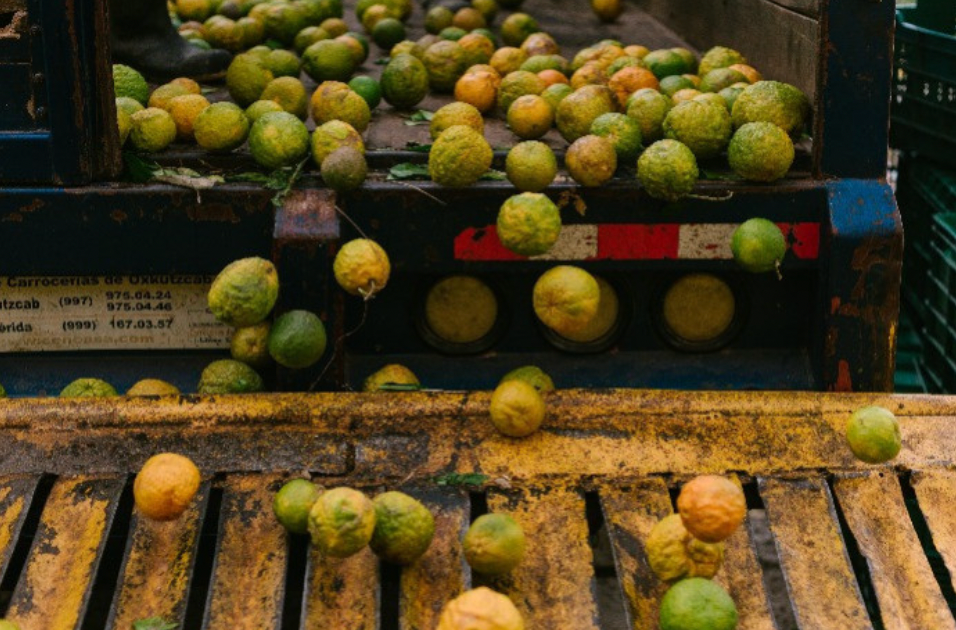 A pile of fresh, bumpy, and green and yellow citrus fruits spilling out of the back of a blue truck.